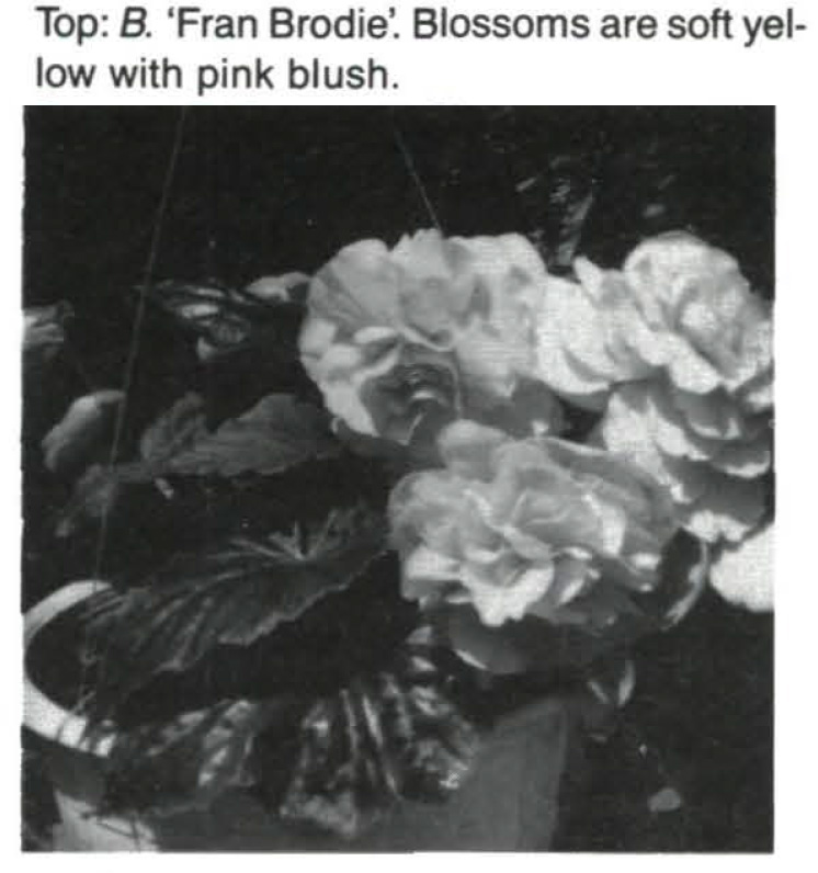 B. ‘Fran Brodie’
